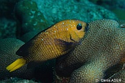 Microspathodon-chrysurus demoiseille a queue jaune-Bonaire Small wall-15m-20180219-Denis-ADER-DSC_6833_tn